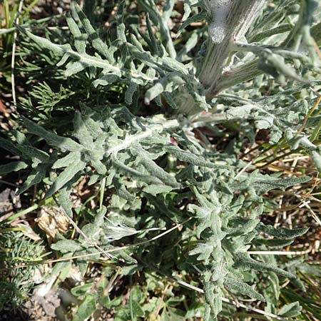 Jurinea mollis \ Weiche Silberscharte, Spinnweb-Bisamdistel / Soft Knapweed, Jurinea, A Hainburg 14.5.2022