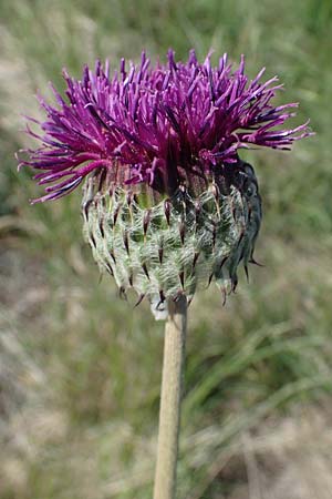 Jurinea mollis \ Weiche Silberscharte, Spinnweb-Bisamdistel / Soft Knapweed, Jurinea, A Hainburg 14.5.2022