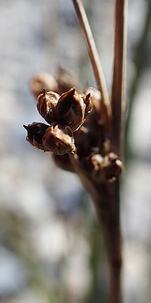 Juncus maritimus \ Strand-Binse / Sea Rush, A Seewinkel, Apetlon 23.9.2022