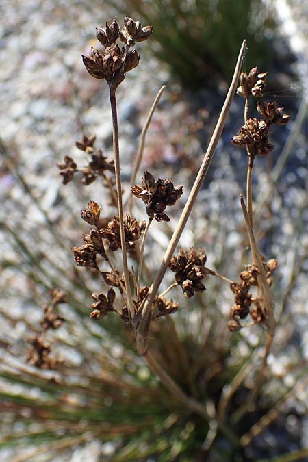 Juncus maritimus \ Strand-Binse / Sea Rush, A Seewinkel, Apetlon 23.9.2022