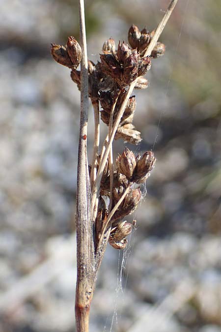 Juncus maritimus \ Strand-Binse / Sea Rush, A Seewinkel, Apetlon 23.9.2022