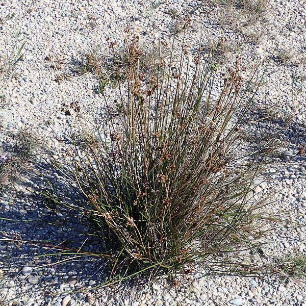 Juncus maritimus \ Strand-Binse / Sea Rush, A Seewinkel, Apetlon 23.9.2022
