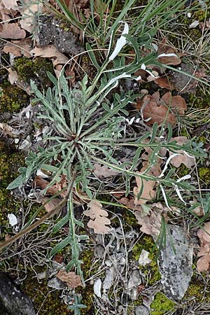 Jurinea mollis \ Weiche Silberscharte, Spinnweb-Bisamdistel / Soft Knapweed, Jurinea, A Hainburg 25.9.2022