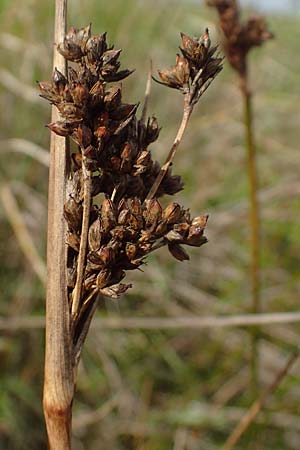 Juncus maritimus \ Strand-Binse / Sea Rush, A Seewinkel, Apetlon 26.9.2022
