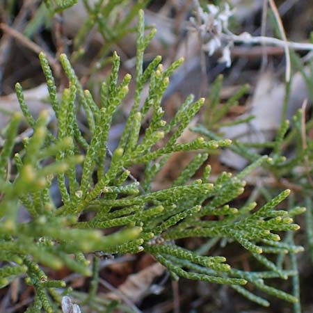Juniperus sabina \ Stink-Wacholder, Sadebaum / Rock Cedar, Savin, A Osttirol, Matrei 5.4.2023