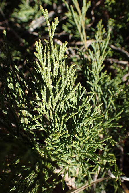 Juniperus sabina \ Stink-Wacholder, Sadebaum / Rock Cedar, Savin, A Osttirol, Matrei 5.4.2023