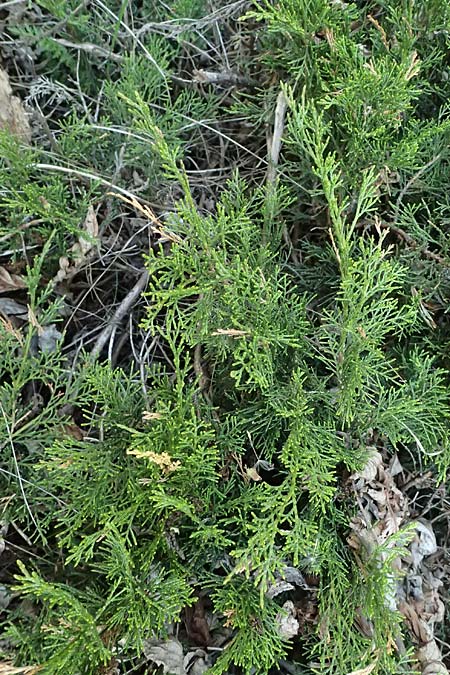 Juniperus sabina \ Stink-Wacholder, Sadebaum / Rock Cedar, Savin, A Osttirol, Matrei 14.5.2025