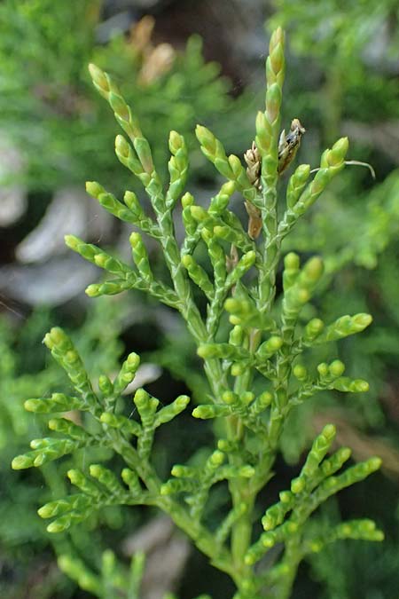 Juniperus sabina \ Stink-Wacholder, Sadebaum / Rock Cedar, Savin, A Osttirol, Matrei 14.5.2025