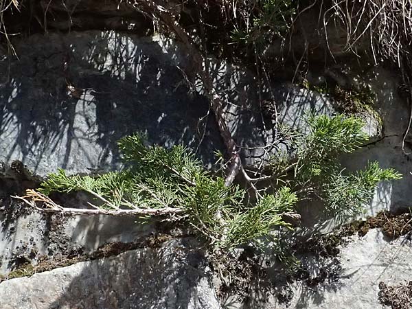 Juniperus sabina \ Stink-Wacholder, Sadebaum / Rock Cedar, Savin, A Osttirol, Matrei 14.5.2025
