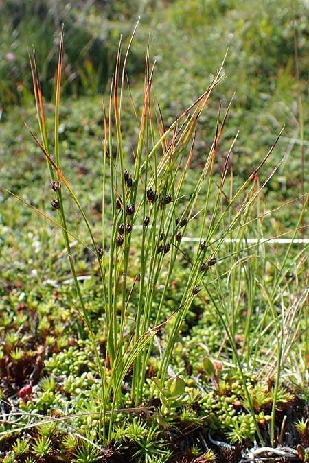 Juncus trifidus \ Dreiblatt-Binse / Three-Leaved Rush, A Wölzer Tauern, Kleiner Zinken 24.7.2021