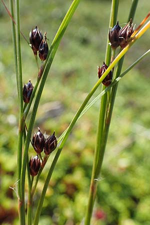 Juncus trifidus \ Dreiblatt-Binse / Three-Leaved Rush, A Wölzer Tauern, Kleiner Zinken 24.7.2021