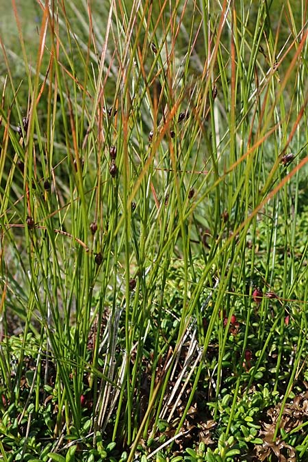 Juncus trifidus \ Dreiblatt-Binse / Three-Leaved Rush, A Wölzer Tauern, Kleiner Zinken 24.7.2021