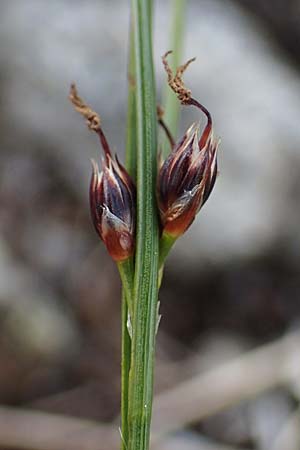 Juncus trifidus \ Dreiblatt-Binse / Three-Leaved Rush, A Wölzer Tauern, Hoher Zinken 24.7.2021