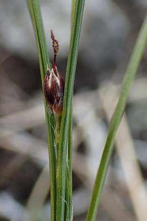 Juncus trifidus \ Dreiblatt-Binse / Three-Leaved Rush, A Wölzer Tauern, Hoher Zinken 24.7.2021