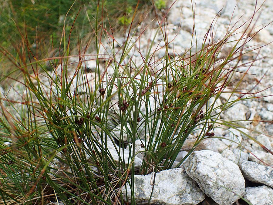 Juncus trifidus \ Dreiblatt-Binse / Three-Leaved Rush, A Seckauer Tauern, Brandstätter Törl 27.7.2021