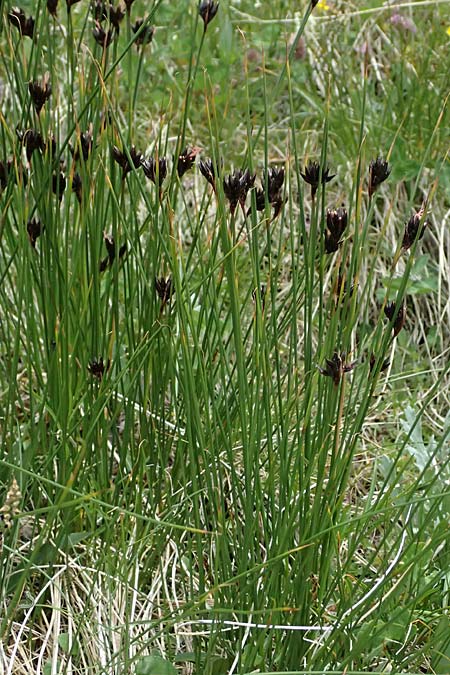 Juncus trifidus \ Dreiblatt-Binse / Three-Leaved Rush, A Großglockner 30.6.2025