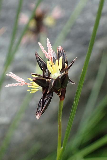 Juncus trifidus \ Dreiblatt-Binse / Three-Leaved Rush, A Großglockner 30.6.2025