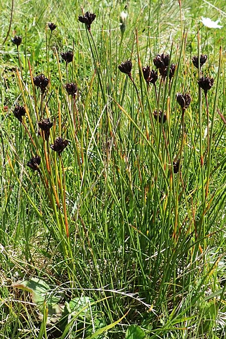 Juncus jacquinii \ Jacquins Binse, Gmsen-Binse / Jacquin's Rush, A Wölzer Tauern, Kleiner Zinken 24.7.2021