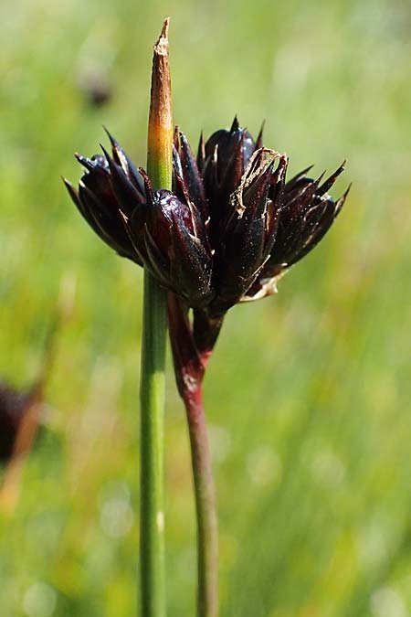 Juncus jacquinii \ Jacquins Binse, Gmsen-Binse / Jacquin's Rush, A Wölzer Tauern, Kleiner Zinken 24.7.2021