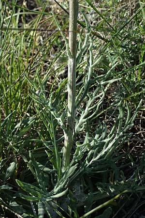Jurinea mollis \ Weiche Silberscharte, Spinnweb-Bisamdistel / Soft Knapweed, Jurinea, A Hainburg 10.5.2025