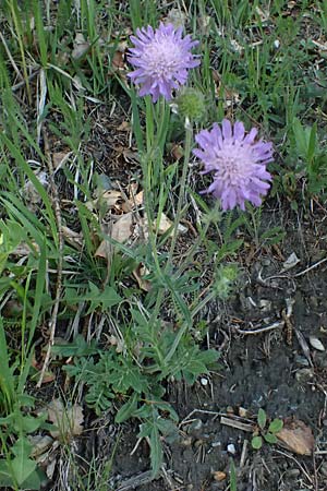 Knautia arvensis \ Acker-Witwenblume / Field Scabious, A Felbertauern 14.5.2025