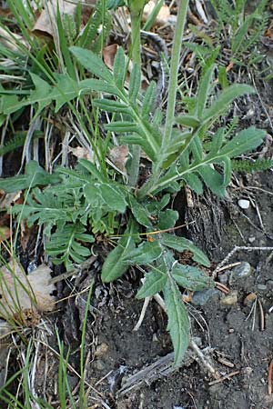 Knautia arvensis \ Acker-Witwenblume / Field Scabious, A Felbertauern 14.5.2025