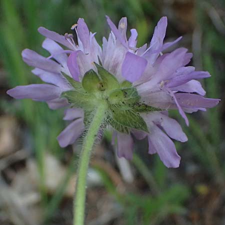 Knautia arvensis \ Acker-Witwenblume / Field Scabious, A Felbertauern 14.5.2025