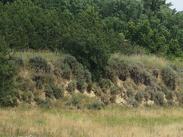 Krascheninnikovia ceratoides \ Europ�ische Hornmelde / Pamirian Winterfat, A Weinviertel,  Goggendorf 10.7.2023