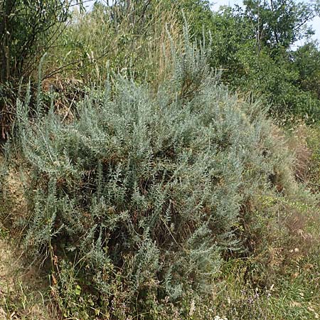 Krascheninnikovia ceratoides \ Europ�ische Hornmelde / Pamirian Winterfat, A Weinviertel,  Goggendorf 10.7.2023