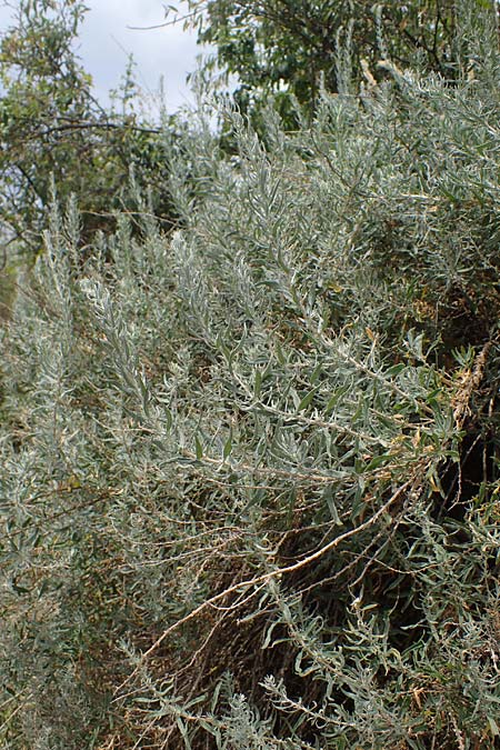 Krascheninnikovia ceratoides \ Europ�ische Hornmelde / Pamirian Winterfat, A Weinviertel,  Goggendorf 10.7.2023