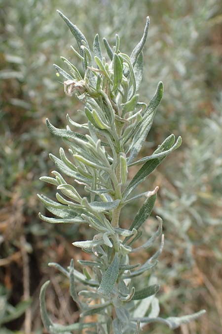 Krascheninnikovia ceratoides \ Europ�ische Hornmelde / Pamirian Winterfat, A Weinviertel,  Goggendorf 10.7.2023