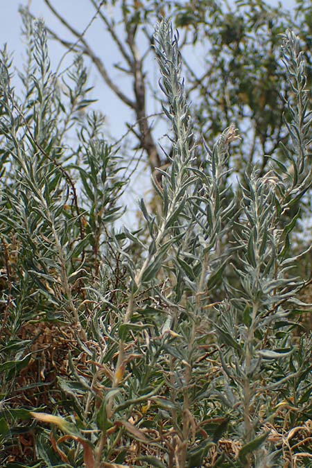 Krascheninnikovia ceratoides \ Europ�ische Hornmelde / Pamirian Winterfat, A Weinviertel,  Goggendorf 10.7.2023