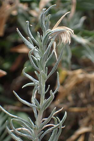 Krascheninnikovia ceratoides \ Europ�ische Hornmelde / Pamirian Winterfat, A Weinviertel,  Goggendorf 10.7.2023