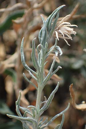 Krascheninnikovia ceratoides \ Europ�ische Hornmelde / Pamirian Winterfat, A Weinviertel,  Goggendorf 10.7.2023