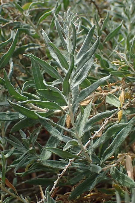 Krascheninnikovia ceratoides \ Europ�ische Hornmelde / Pamirian Winterfat, A Weinviertel,  Goggendorf 10.7.2023
