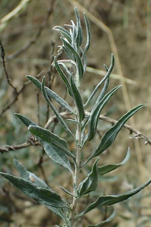 Krascheninnikovia ceratoides \ Europ�ische Hornmelde / Pamirian Winterfat, A Weinviertel,  Goggendorf 10.7.2023