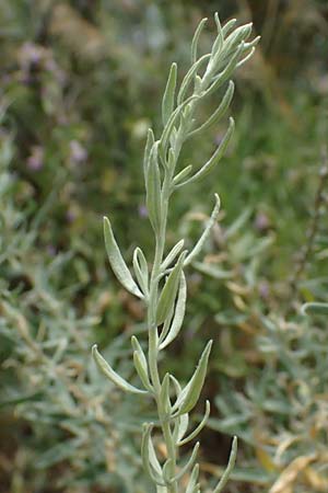 Krascheninnikovia ceratoides \ Europ�ische Hornmelde / Pamirian Winterfat, A Weinviertel,  Goggendorf 10.7.2023