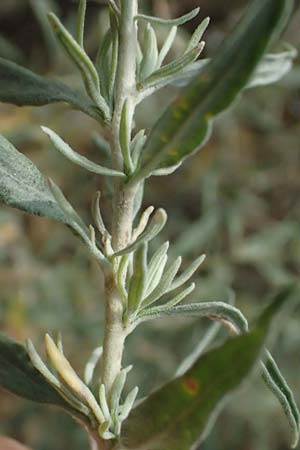 Krascheninnikovia ceratoides \ Europ�ische Hornmelde / Pamirian Winterfat, A Weinviertel,  Goggendorf 10.7.2023