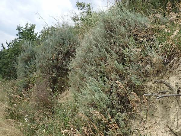 Krascheninnikovia ceratoides \ Europ�ische Hornmelde / Pamirian Winterfat, A Weinviertel,  Goggendorf 10.7.2023