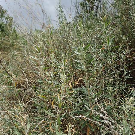 Krascheninnikovia ceratoides \ Europ�ische Hornmelde / Pamirian Winterfat, A Weinviertel,  Goggendorf 10.7.2023