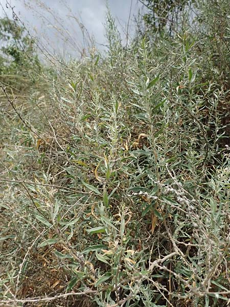Krascheninnikovia ceratoides \ Europ�ische Hornmelde / Pamirian Winterfat, A Weinviertel,  Goggendorf 10.7.2023