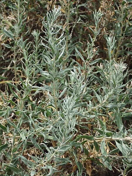 Krascheninnikovia ceratoides \ Europ�ische Hornmelde / Pamirian Winterfat, A Weinviertel,  Goggendorf 10.7.2023