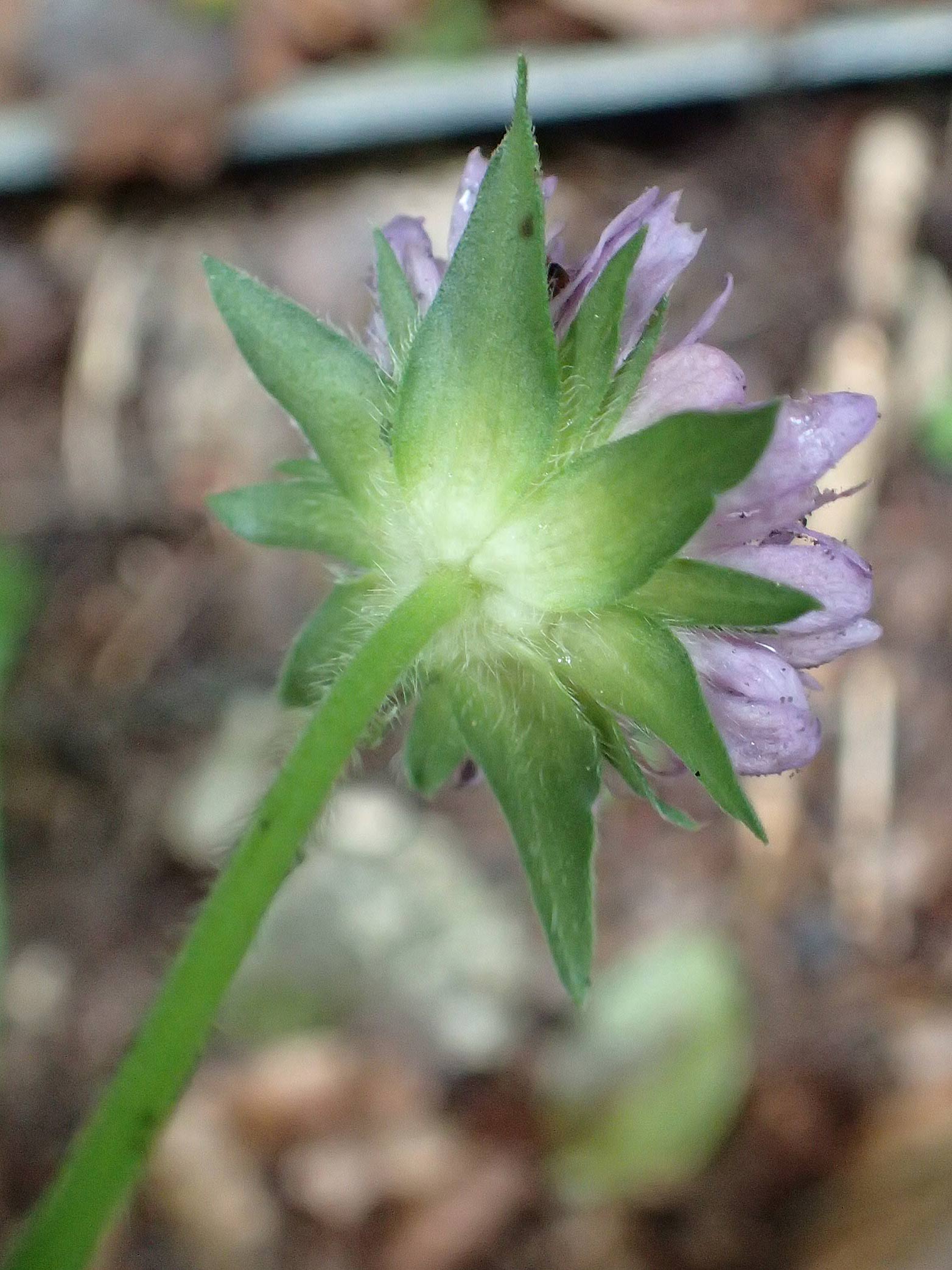 Knautia drymeia subsp. drymeia \ Ungarische Witwenblume, Balkan-Witwenblume / Hungarian Widow Flower, A Orthof am Semmering 29.6.2020