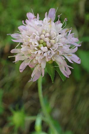 Knautia dipsacifolia \ Wald-Witwenblume / Wood Scabious, A Kraubath (Mur) 27.6.2021