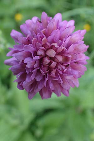 Knautia drymeia subsp. drymeia \ Ungarische Witwenblume, Balkan-Witwenblume / Hungarian Widow Flower, A Pusterwald 29.6.2021