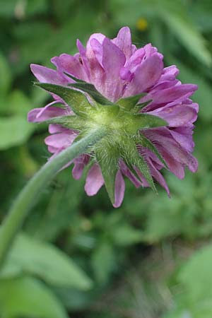 Knautia drymeia subsp. drymeia \ Ungarische Witwenblume, Balkan-Witwenblume / Hungarian Widow Flower, A Pusterwald 29.6.2021