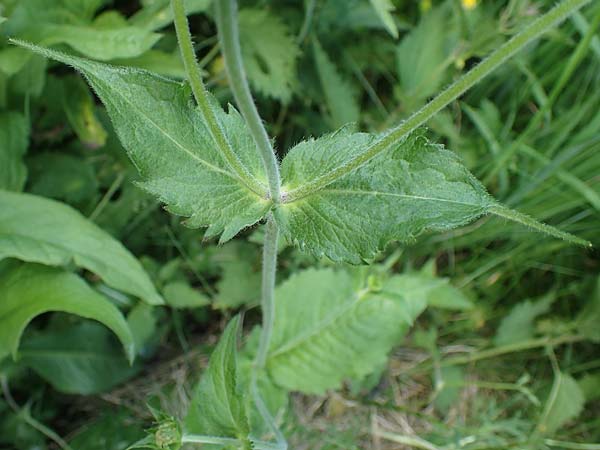 Knautia drymeia subsp. drymeia \ Ungarische Witwenblume, Balkan-Witwenblume / Hungarian Widow Flower, A Pusterwald 29.6.2021