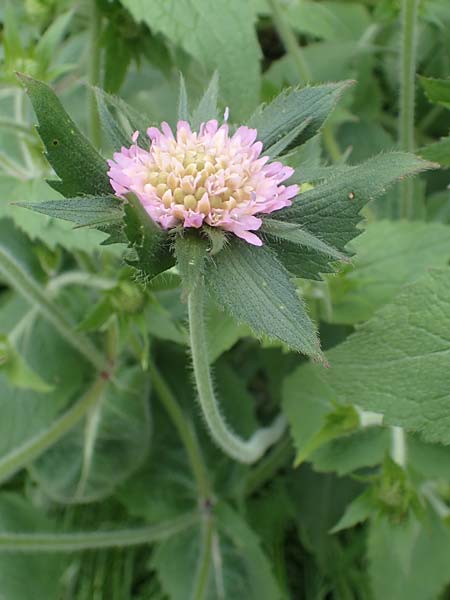 Knautia drymeia subsp. drymeia \ Ungarische Witwenblume, Balkan-Witwenblume / Hungarian Widow Flower, A Kärnten/Carinthia, Koralpe 4.7.2023