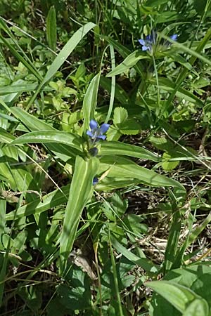 Gentiana cruciata \ Kreuz-Enzian / Cross-Leaved Gentian, A Gro&szlig;mugl 12.6.2026