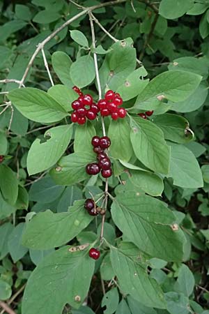 Lonicera xylosteum \ Rote Heckenkirsche / Fly Honeysuckle, A St. Gallen im Gesäuse 2.7.2024